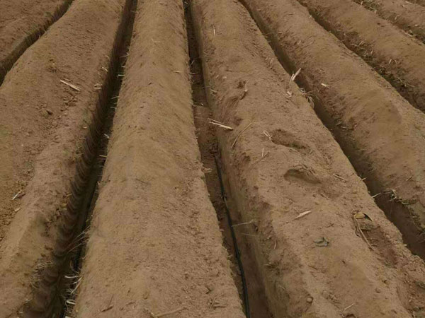 專(zhuān)利地埋式滲灌管