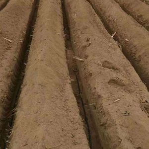 專(zhuān)利地埋式滲灌管