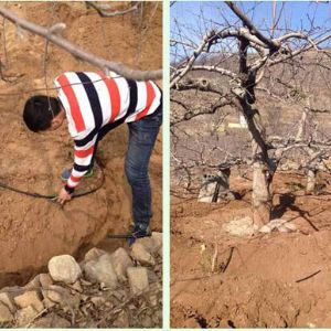 專(zhuān)利地埋式滲灌管